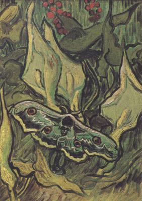 Vincent Van Gogh Death's-Head Moth (nn04)